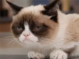 Grumpy Cat