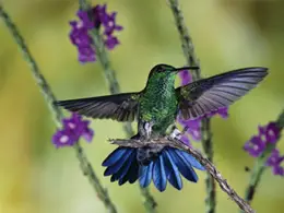 Hummingbird